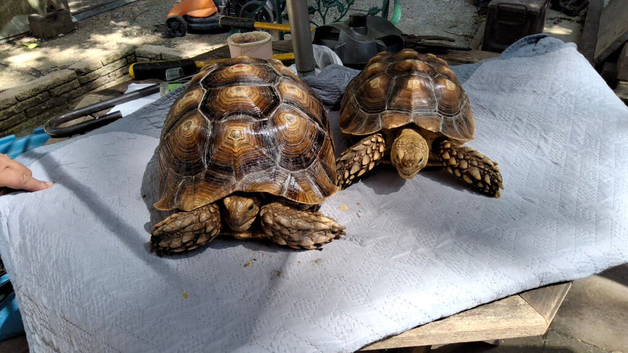 Sulcata adult females