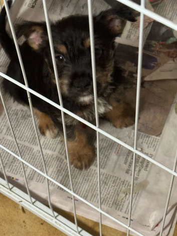 Homebred Jack Russel x Norwich terrier (cross) puppies