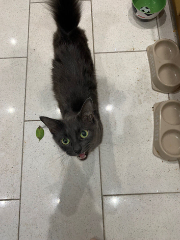 2 female cats