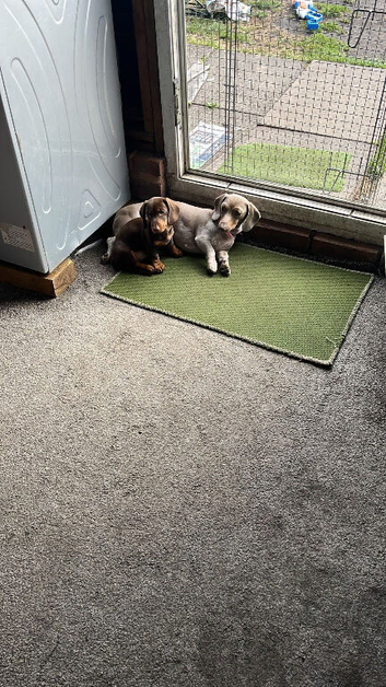 beauiful girl dachund  puppy for sale
