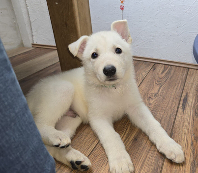 One white german shepherd available ready to go now