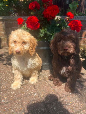 Cockerpoo puppies