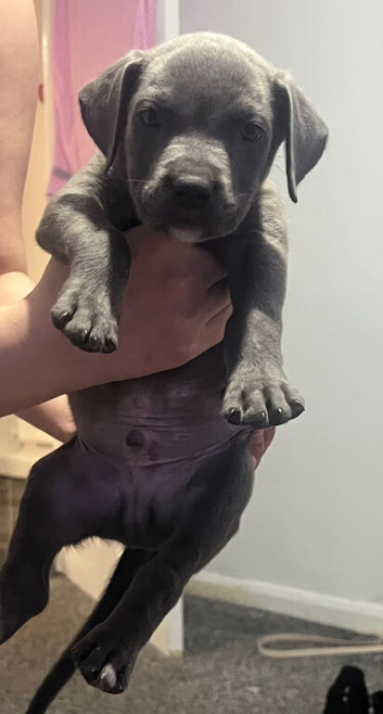 8week staffy pup