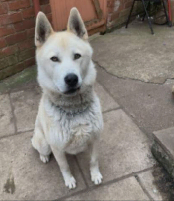 Akita Cross Husky 2 Year Old Male
