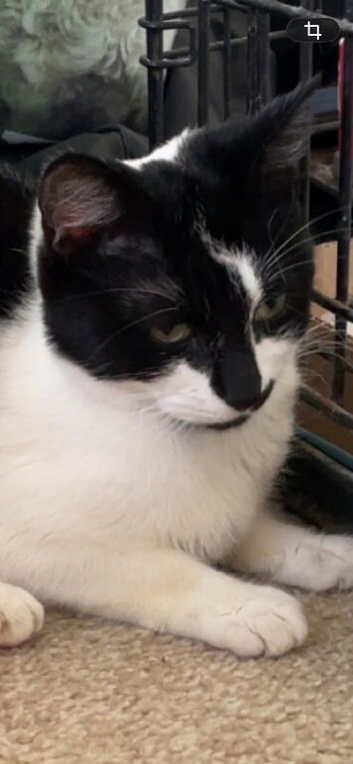 Female cat
