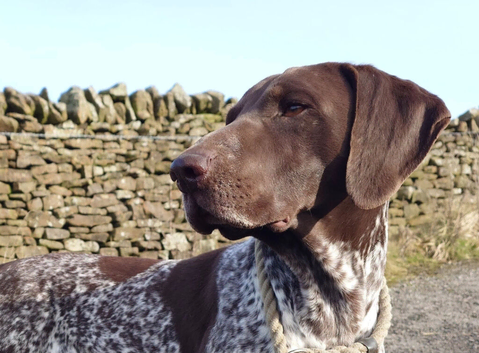 German shorthaired pointer stud