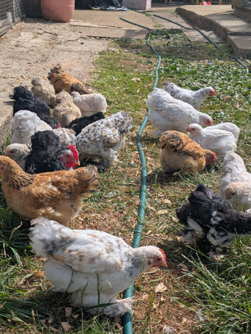 Beautiful pekin bantam female growers