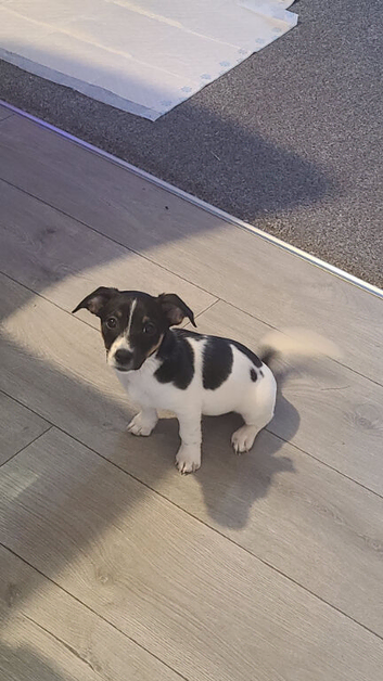 Miniature jack russel puppy
