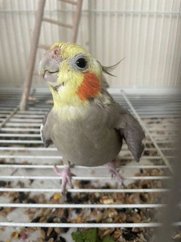 2 male cockateils