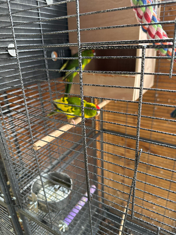 Baby Kakarikies ready to go