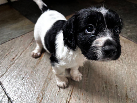Sproodle puppies