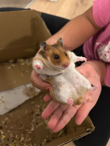Female Syrian Hamster with Full Setup