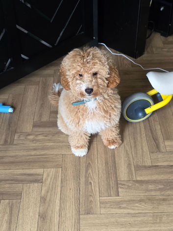 Male cockapoo