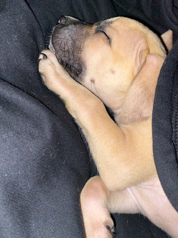 Cane corso x AM staff girl 9week