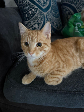 2 cats for sale