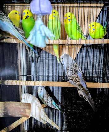 Mixed batch of stunning young