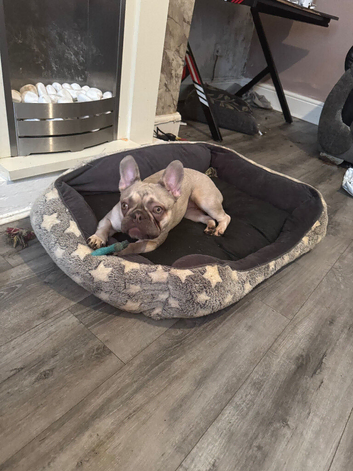 French bulldog female
