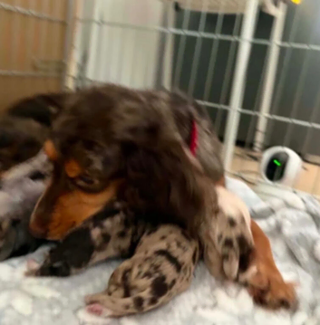 10.5 week old cocker spaniel puppy