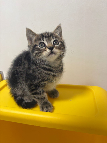 Only miss sassy left  - Ready to go