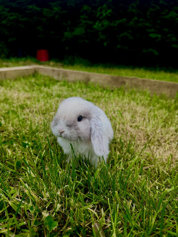 Mini Lop