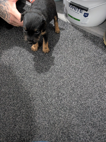 Lakeland pups