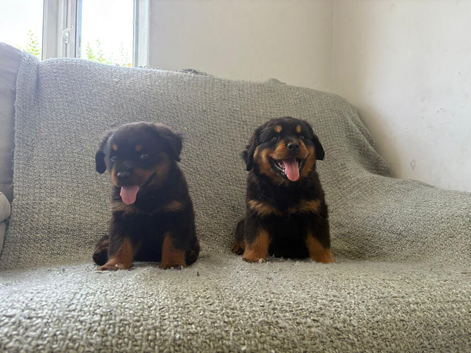 Now ready to leave German rottweiler puppies
