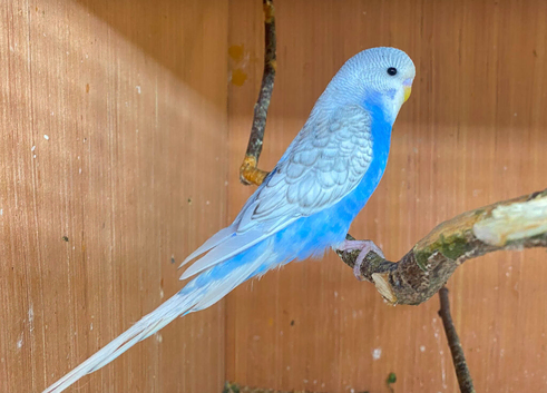 Want to rehome your Birds