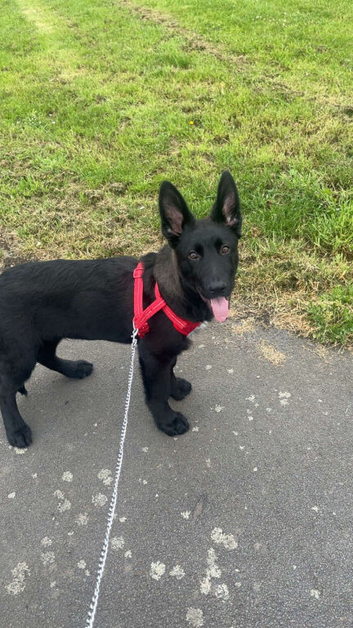 German shepherd puppy