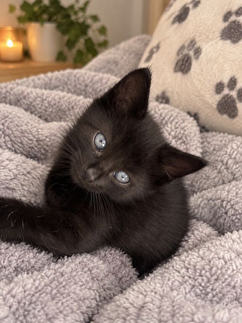 Kittens for sale