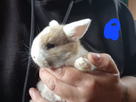 Mini lop babies