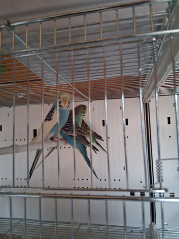 Budgies