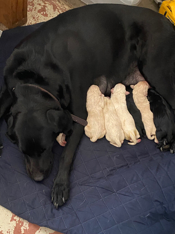 Lovely Labrador puplies