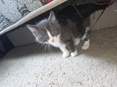 Kittens