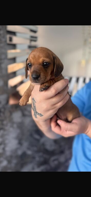 KC registered MINI DACHUNDS