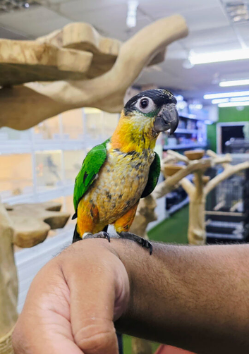Baby  Hand reared Black headed Caique,24