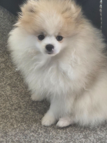 Pomeranian kc registered
