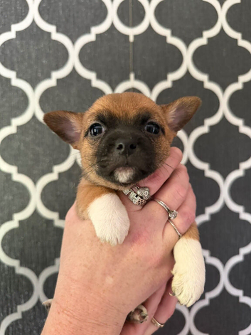 Chihuahua X jack russell