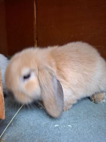 Mini Lops
