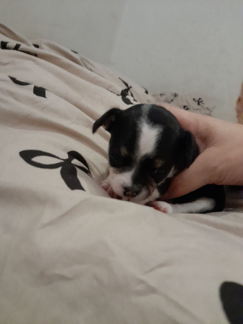 Border chi