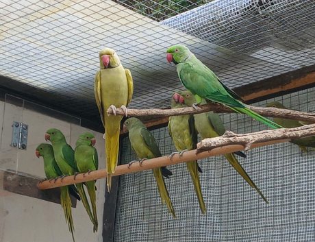 Beautiful baby Ringneck parakeets