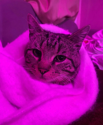2 Year Old Cat for &pound;50( URGENT ! ) not neutered