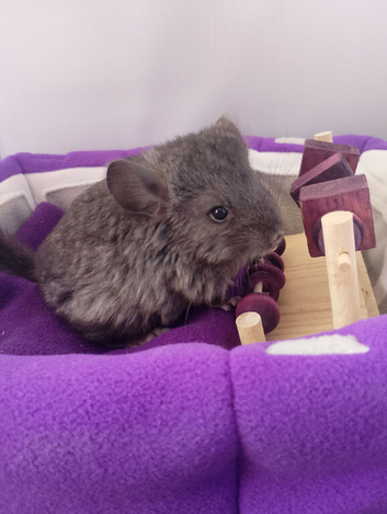 Female Baby Royal Persian Angora Chinchilla