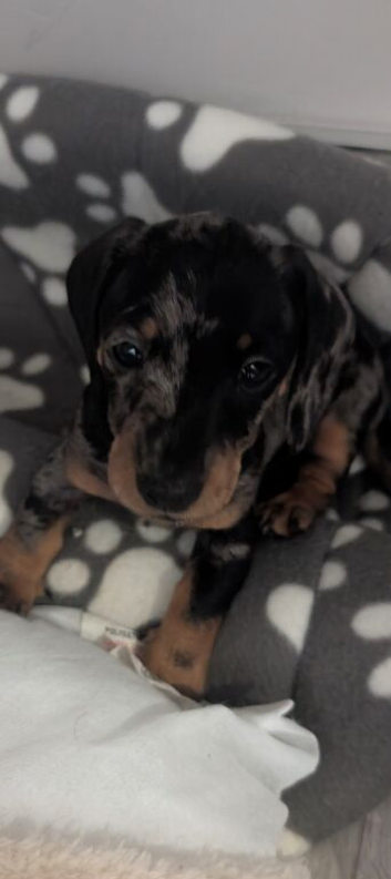 2 smooth dachshund puppies