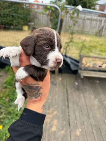 Cocker spaniel