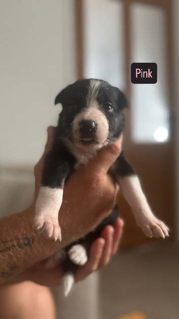 Meet your new best friend