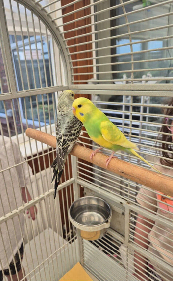 Budgies x 3 and cage 15 weeks old