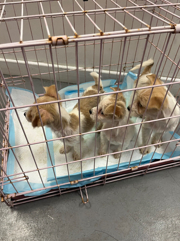 Miniature Jack Russell + Maltese