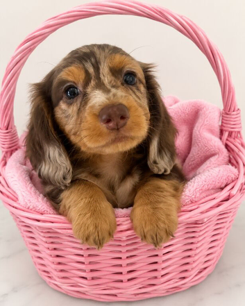 Miniature Beautiful long hair dachshunds