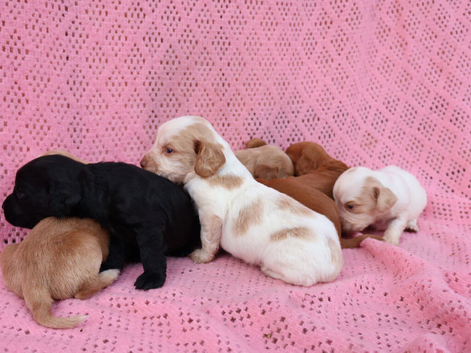 Gorgeous cocker spaniel pups