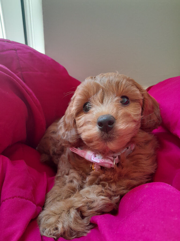 Gorgeous girl cavapoo